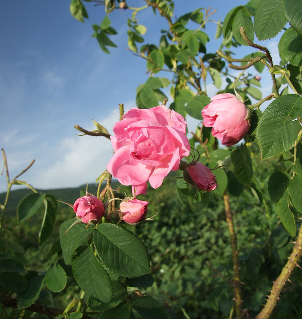 High Vibes with Rose Essential Oil